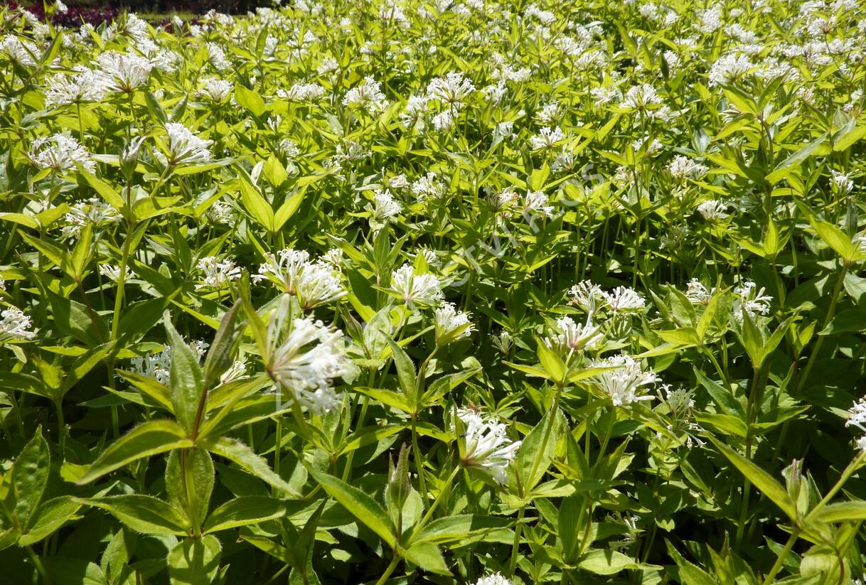 Mařinka - Asperula taurina