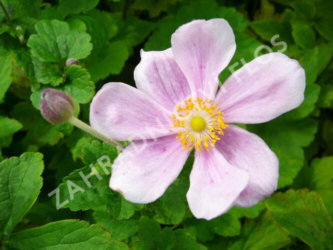 Sasanka hupejská 'Elegans' - Anemone hupehensis 'Elegans'