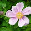 Sasanka hupejská 'Elegans' - Anemone hupehensis 'Elegans'