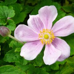 Sasanka hupejská 'Elegans' - Anemone hupehensis 'Elegans'