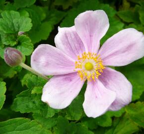 Sasanka hupejská 'Elegans' - Anemone hupehensis 'Elegans'