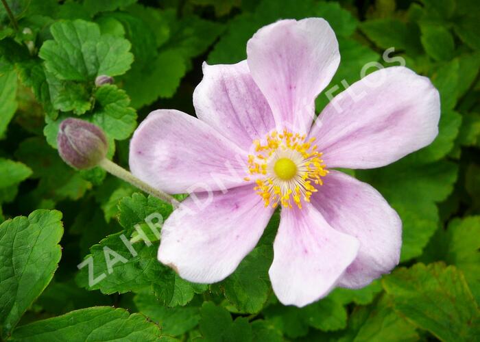 Sasanka japonská 'Elegans' - Anemone japonica 'Elegans'