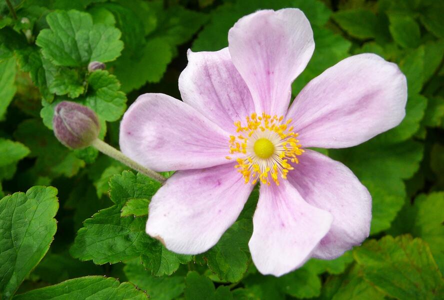 Sasanka hupejská 'Elegans' - Anemone hupehensis 'Elegans'