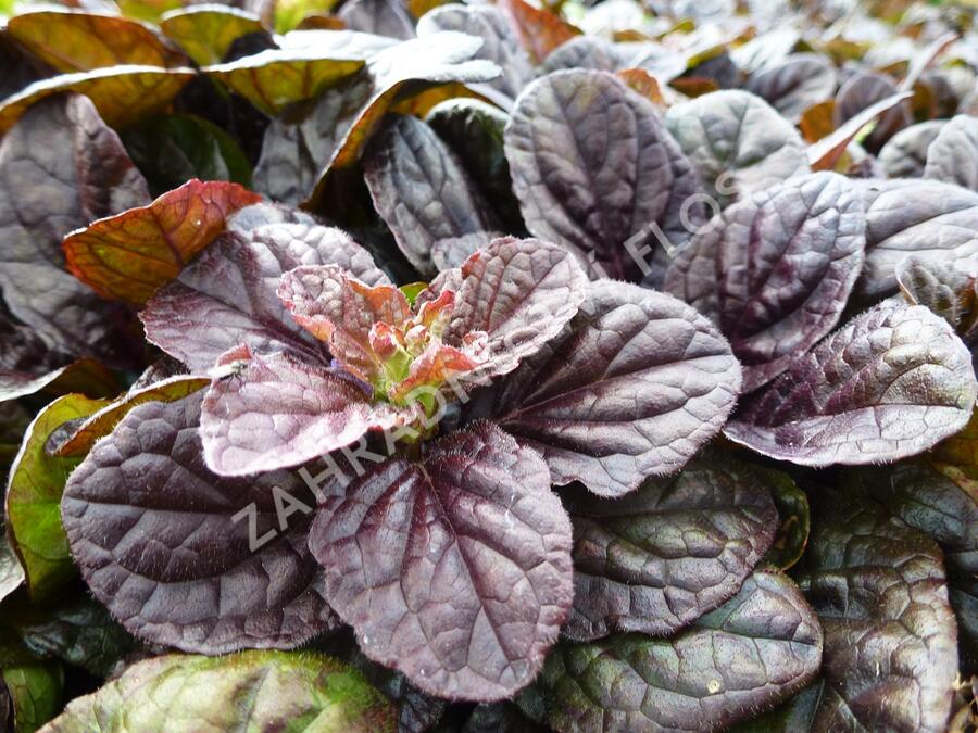 Ajuga Reptans (Ajuga reptans, květy jsou, jako jsou) Ajuga Reptans