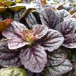 Zběhovec plazivý 'Stölzle' - Ajuga reptans 'Stölzle'