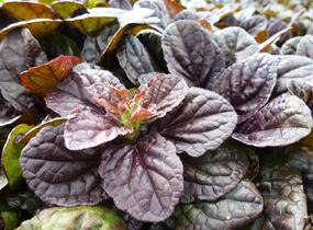 Zběhovec plazivý 'Stölzle' - Ajuga reptans 'Stölzle'