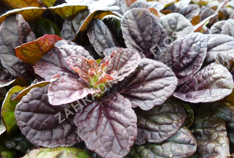 Zběhovec plazivý 'Stölzle' - Ajuga reptans 'Stölzle'