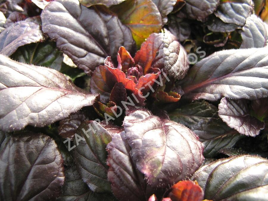 Zběhovec plazivý 'Stölzle' - Ajuga reptans 'Stölzle'