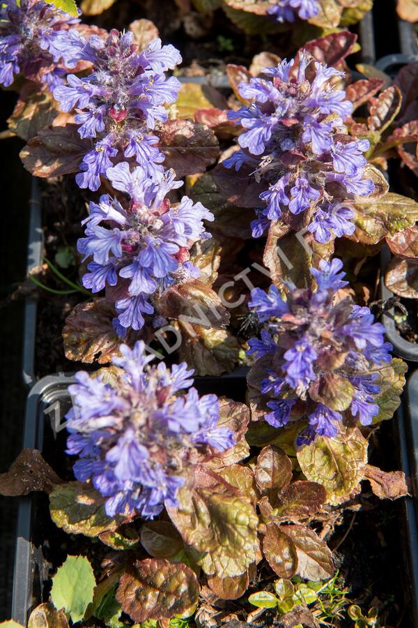 Zběhovec plazivý 'Stölzle' - Ajuga reptans 'Stölzle'