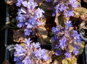 Zběhovec plazivý 'Stölzle' - Ajuga reptans 'Stölzle'