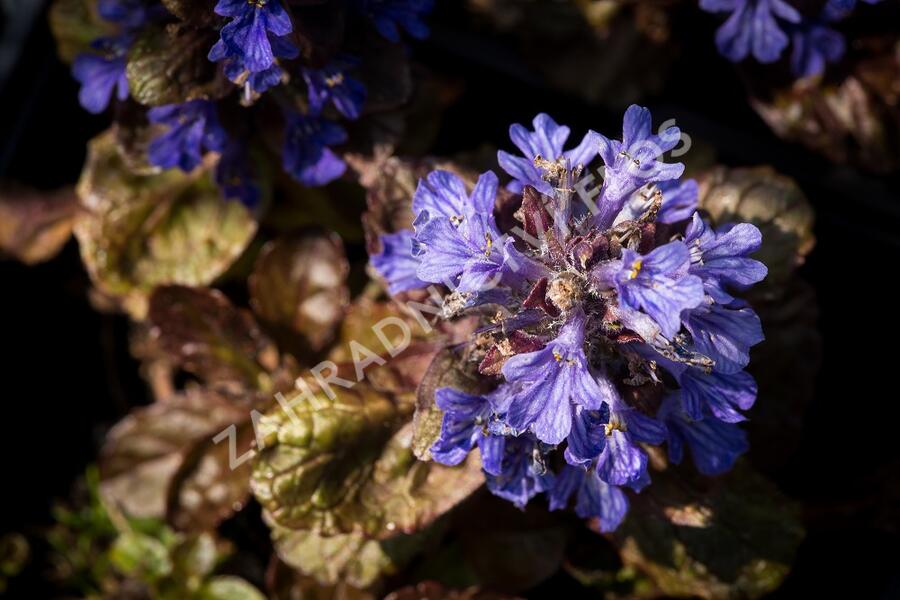 Zběhovec plazivý 'Stölzle' - Ajuga reptans 'Stölzle'