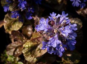 Zběhovec plazivý 'Stölzle' - Ajuga reptans 'Stölzle'