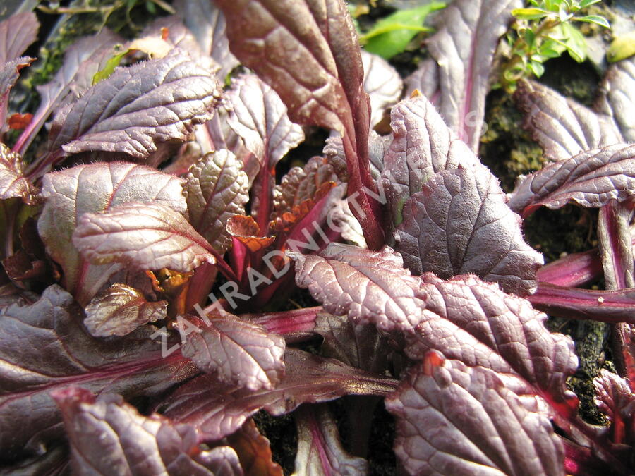 Zběhovec plazivý 'Rainbow' - Ajuga reptans 'Rainbow'