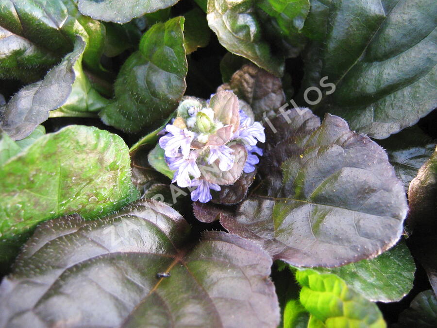 Zběhovec plazivý 'Rainbow' - Ajuga reptans 'Rainbow'