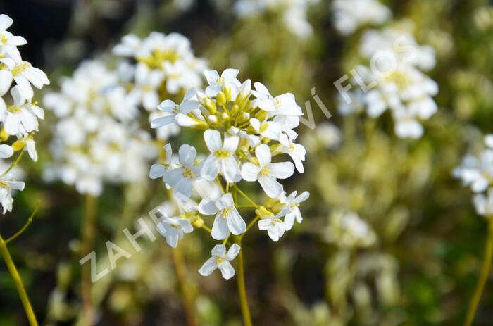 Huseník výběžkatý 'Old Gold' - Arabis ferdinandi-coburgii 'Old Gold'