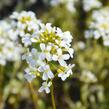 Huseník výběžkatý 'Old Gold' - Arabis ferdinandi-coburgii 'Old Gold'