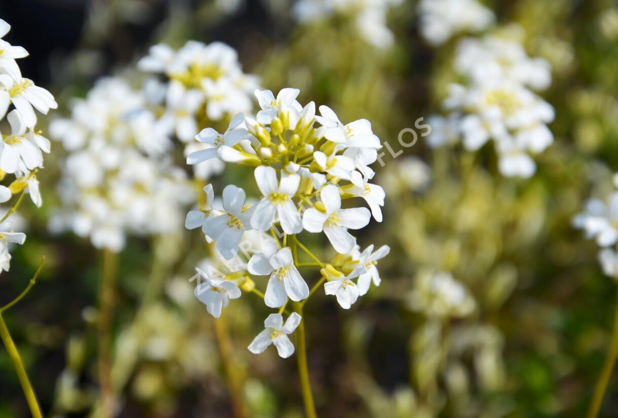 Huseník výběžkatý 'Old Gold' - Arabis ferdinandi-coburgii 'Old Gold'