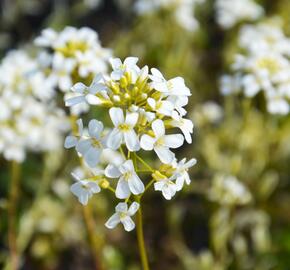 Huseník výběžkatý 'Old Gold' - Arabis ferdinandi-coburgii 'Old Gold'