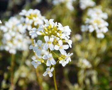Huseník výběžkatý 'Old Gold'