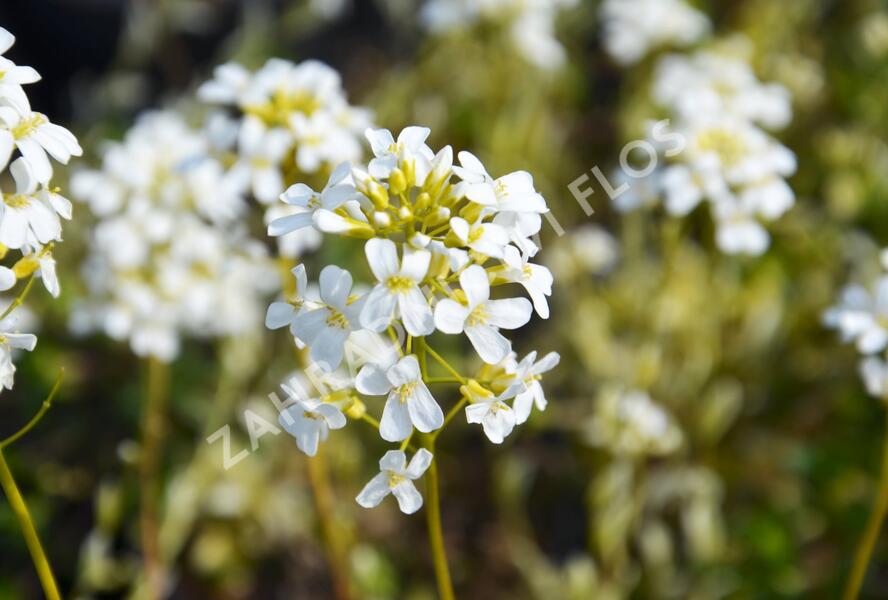 Huseník výběžkatý 'Old Gold' - Arabis ferdinandi-coburgii 'Old Gold'