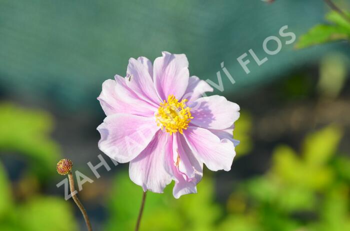 Sasanka plstnatá 'Septemberglanz' - Anemone tomentosa 'Septemberglanz'