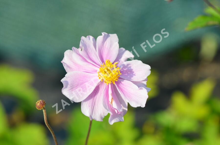 Sasanka plstnatá 'Septemberglanz' - Anemone tomentosa 'Septemberglanz'