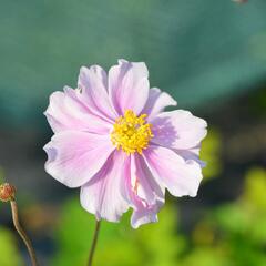 Sasanka plstnatá 'Septemberglanz' - Anemone tomentosa 'Septemberglanz'