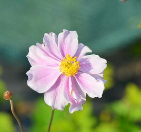 Sasanka plstnatá 'Septemberglanz' - Anemone tomentosa 'Septemberglanz'