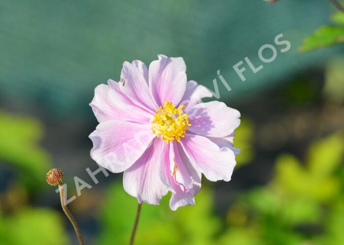 Sasanka plstnatá 'Septemberglanz' - Anemone tomentosa 'Septemberglanz'
