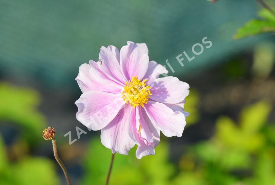 Sasanka plstnatá 'Septemberglanz' - Anemone tomentosa 'Septemberglanz'