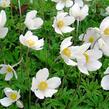Sasanka lesní 'Madonna' - Anemone sylvestris 'Madonna'