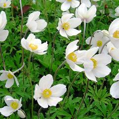 Sasanka lesní 'Madonna' - Anemone sylvestris 'Madonna'