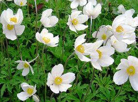 Sasanka lesní 'Madonna' - Anemone sylvestris 'Madonna'