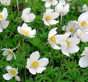 Sasanka lesní 'Madonna' - Anemone sylvestris 'Madonna'