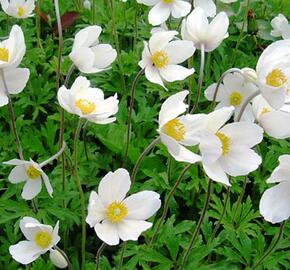 Sasanka lesní 'Madonna' - Anemone sylvestris 'Madonna'