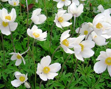 Sasanka lesní 'Madonna'