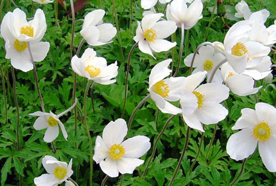 Sasanka lesní 'Madonna' - Anemone sylvestris 'Madonna'
