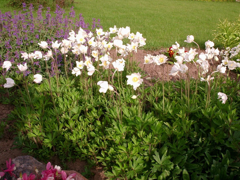 Sasanka lesní 'Madonna' - Anemone sylvestris 'Madonna'