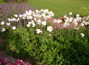 Sasanka lesní 'Madonna' - Anemone sylvestris 'Madonna'