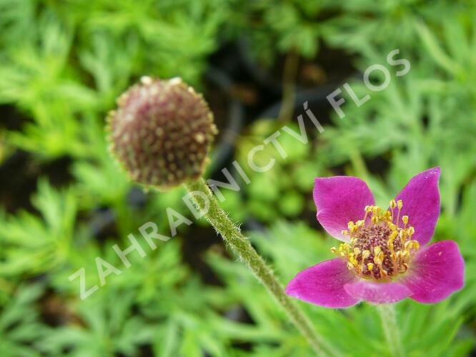 Sasanka rozeklaná 'Annabella Deep Rose' - Anemone multifida 'Annabella Deep Rose'