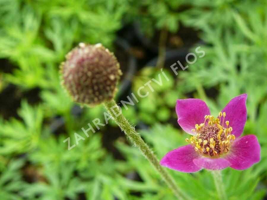 Sasanka 'Annabella Deep Rose' - Anemone multifida 'Annabella Deep Rose'