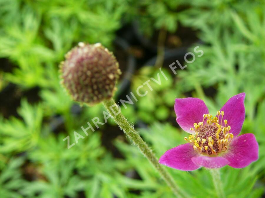 Sasanka rozeklaná 'Annabella Deep Rose' - Anemone multifida 'Annabella Deep Rose'