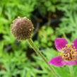 Sasanka 'Annabella Deep Rose' - Anemone multifida 'Annabella Deep Rose'