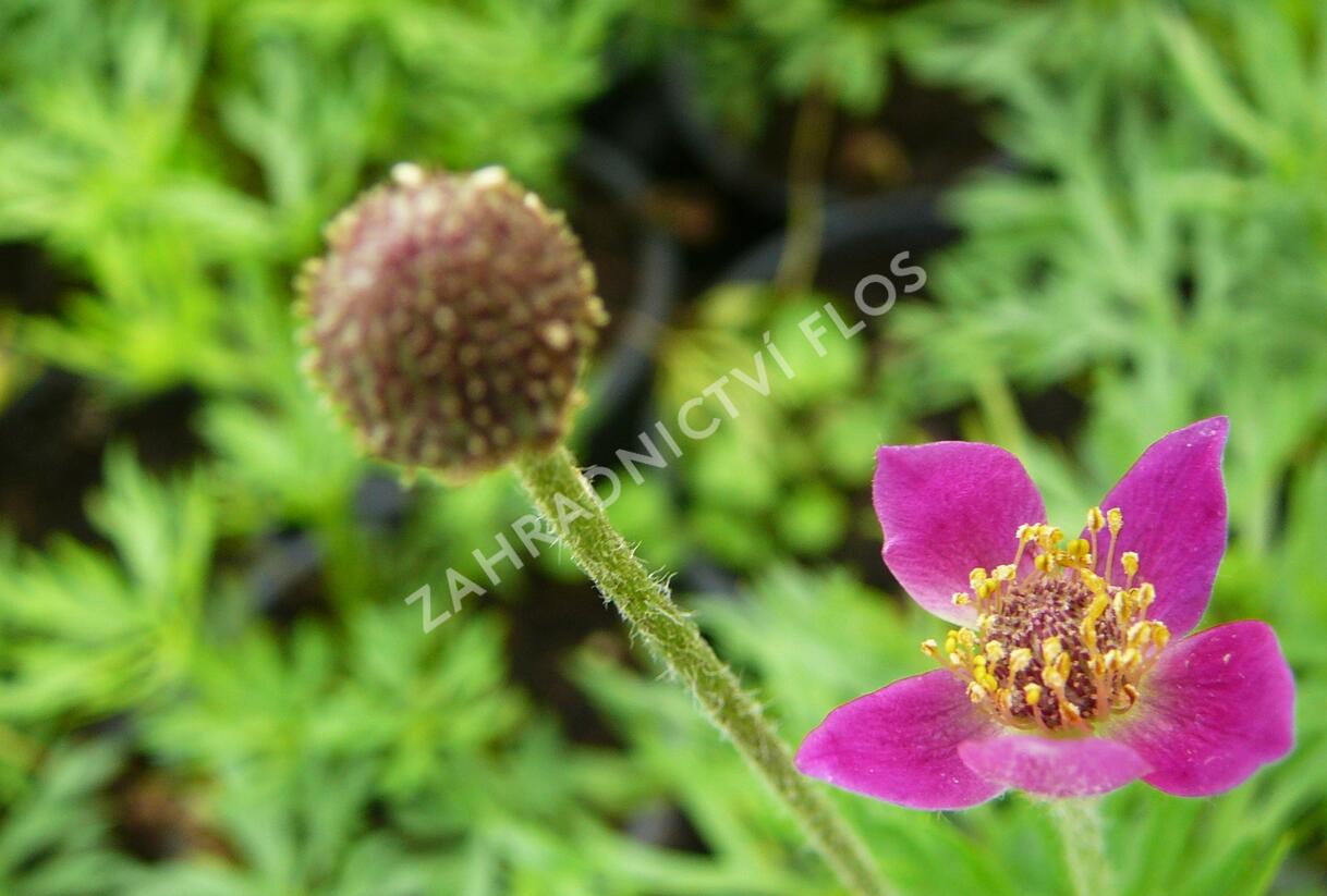 Sasanka rozeklaná 'Annabella Deep Rose' - Anemone multifida 'Annabella Deep Rose'