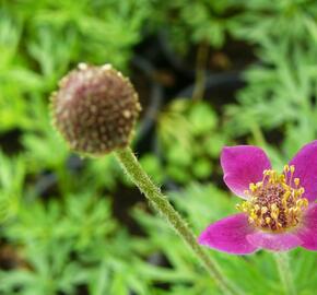 Sasanka rozeklaná 'Annabella Deep Rose' - Anemone multifida 'Annabella Deep Rose'