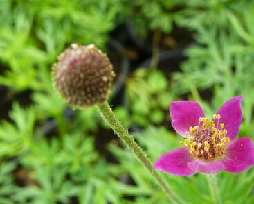Sasanka rozeklaná 'Annabella Deep Rose'