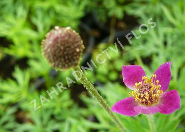 Sasanka 'Annabella Deep Rose' - Anemone multifida 'Annabella Deep Rose'