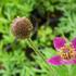 sasanka-annabella-deep-rose.jpg