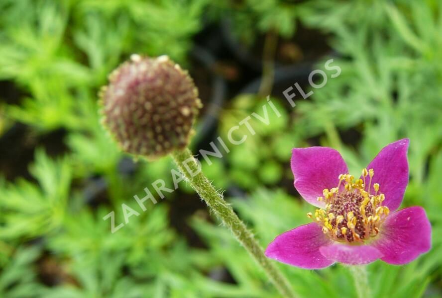 Sasanka rozeklaná 'Annabella Deep Rose' - Anemone multifida 'Annabella Deep Rose'