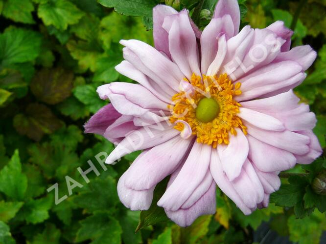 Sasanka hupejská 'Mont Rose' - Anemone hupehensis 'Mont Rose'